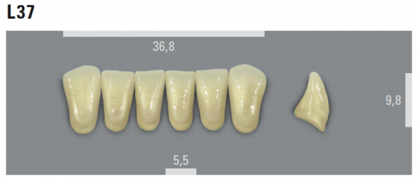 VITA MFT фронтальные нижние зубы, цвет 0M3 (BL), размер L37, 6 шт.